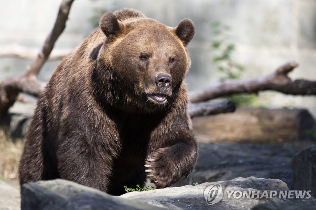 불곰이 조깅하던 청년 습격…伊당국 '전과 2범 살인곰' 추적