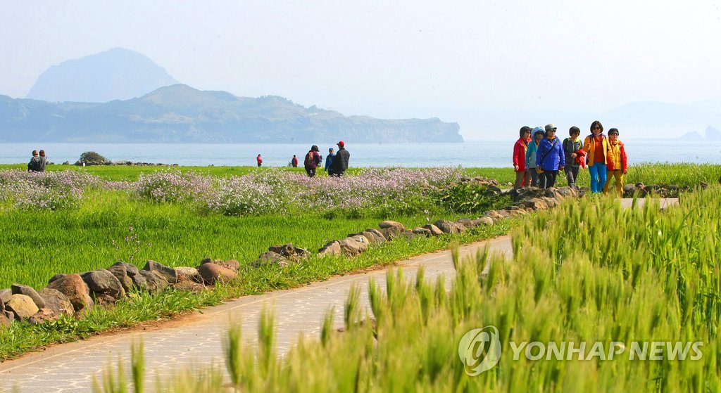 '벚꽃 엔딩' 아쉽지만 제주 봄 축제는 이어진다