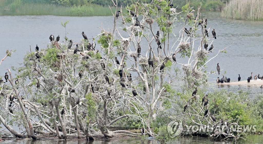 [르포] 가마우지 떠난 '원주 거북섬'…죽음의 섬에 움트는 생명력