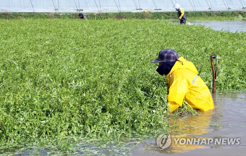 농진청 "미나리 성분 대장염 관련 지표 개선에 효과적"