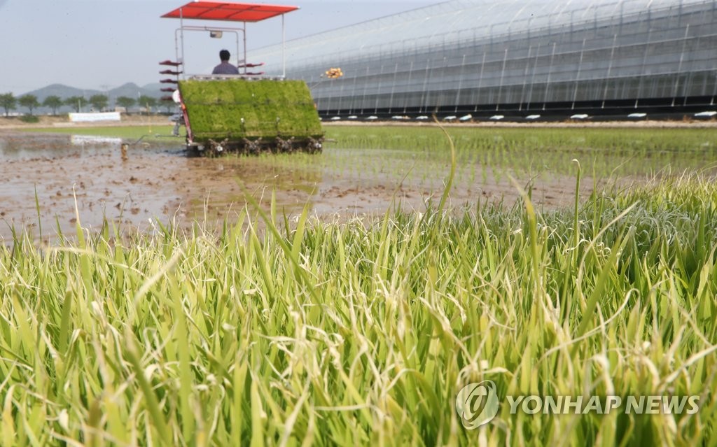 부산서 14일 첫 모내기…작년보다 닷새 앞당겨