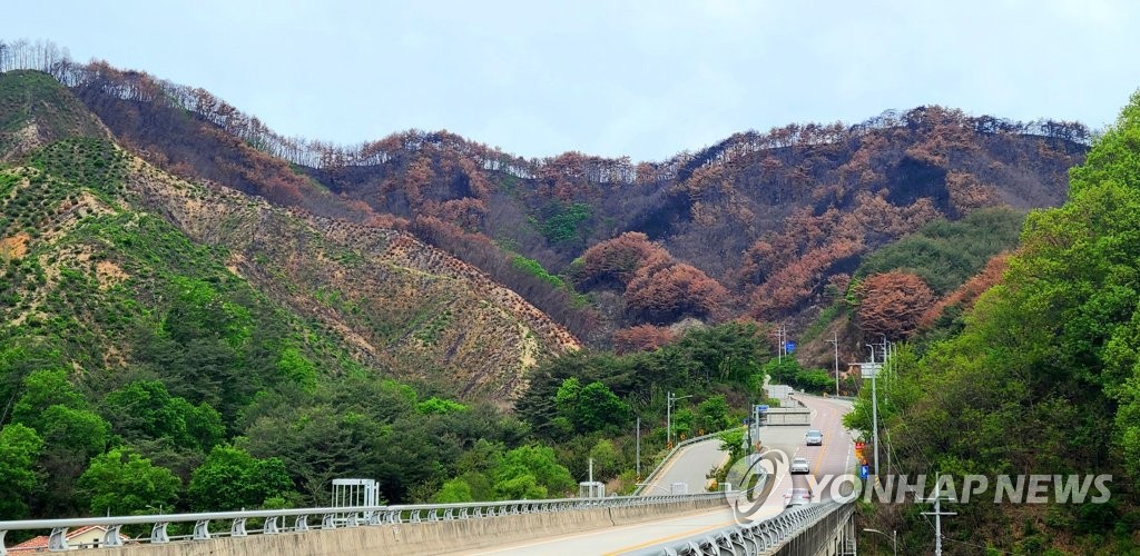 양구군, 산불 피해 산림에 121억원 들여 '명품 숲' 조성 나선다