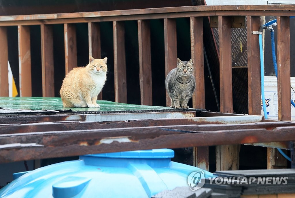 "마라도 고양이 보호 책임 회피하는 문화재청·제주도 규탄"