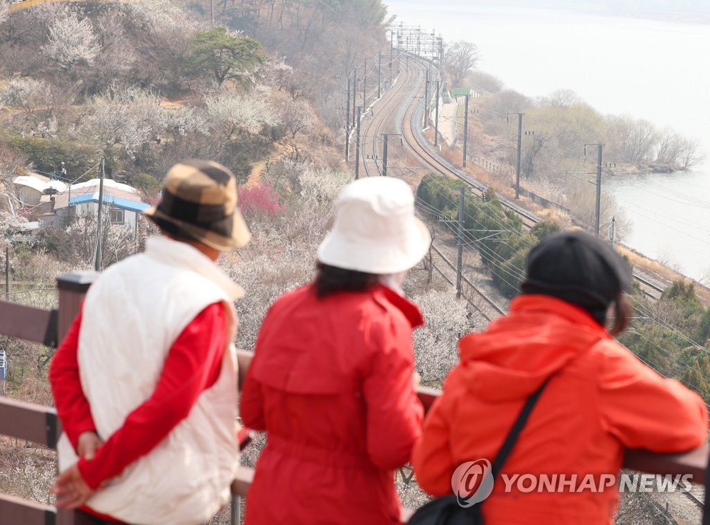 양산 원동매화축제 방문객 7만2천명 찾았네…80% 외지인