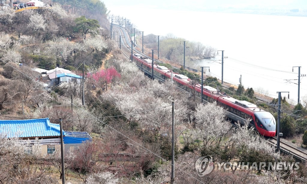 양산 원동매화축제 방문객 7만2천명 찾았네…80% 외지인