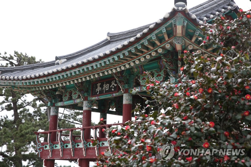 서천 동백꽃 주꾸미 축제에 24만여명 다녀가