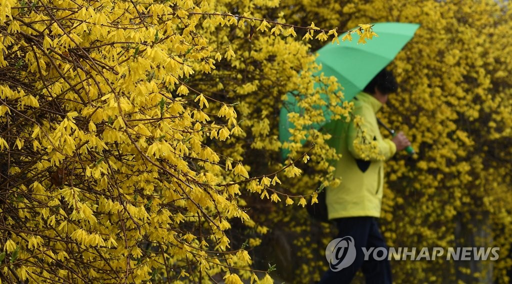 산불 걱정 '뚝'…강원 강풍 동반 최대 60㎜ '단비' 내려