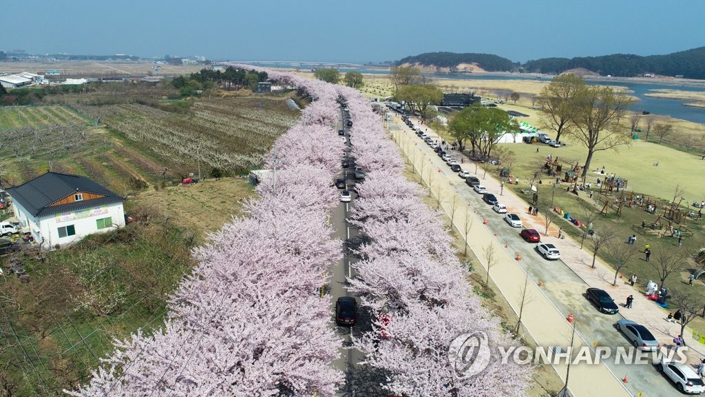 "봄바람 휘날리며…" 전국 꽃 축제장·유원지 상춘객으로 북적