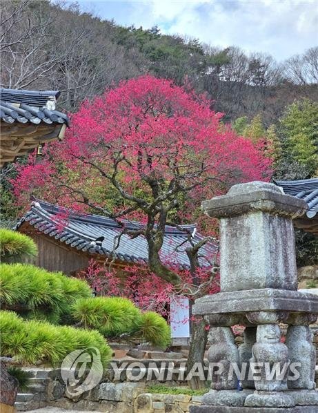 화엄사 홍매화 · 들매화 사진 콘테스트 수상자 10명 선정