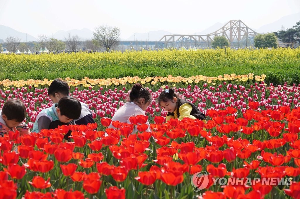 [픽! 창녕] 벚꽃 지니 유채…샛노랗게 변하는 낙동강 유채밭