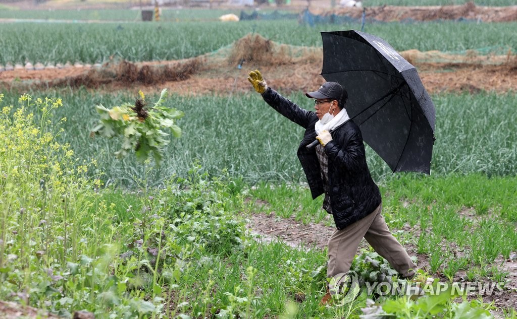 광주·전남 사흘간 최대 126.5㎜ 단비…"가뭄 해갈 일시적 도움"