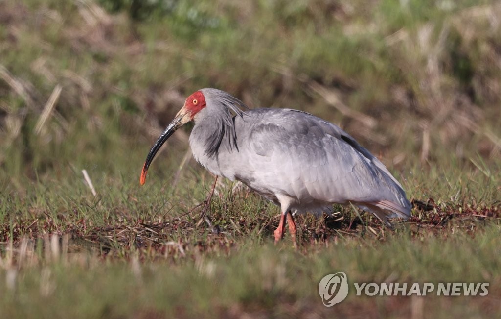 창녕 따오기 올해 첫 부화…연간 60마리 번식 기대