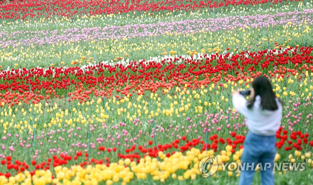 봄비 내리는 주말…전국 꽃 축제장·관광지 나들이 인파