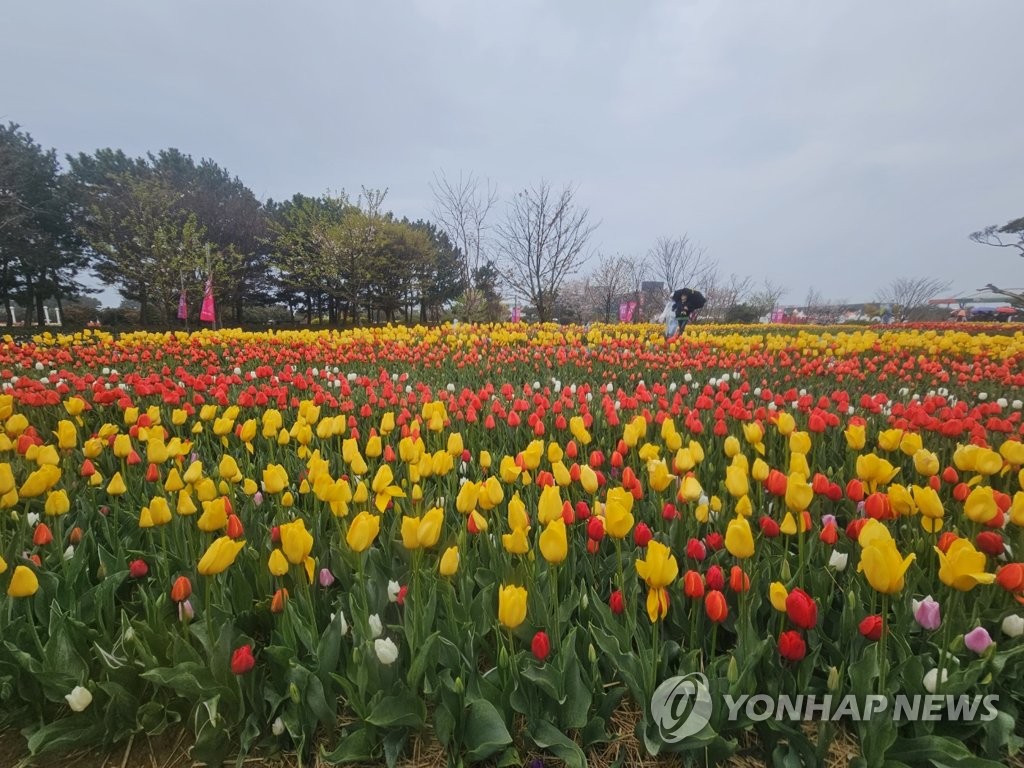 봄비 내리는 주말…전국 꽃 축제장·관광지 나들이 인파