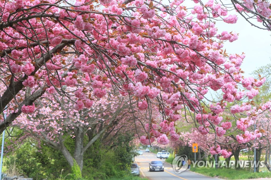 제주 맑고 일교차 커…낮 최고 18∼20도