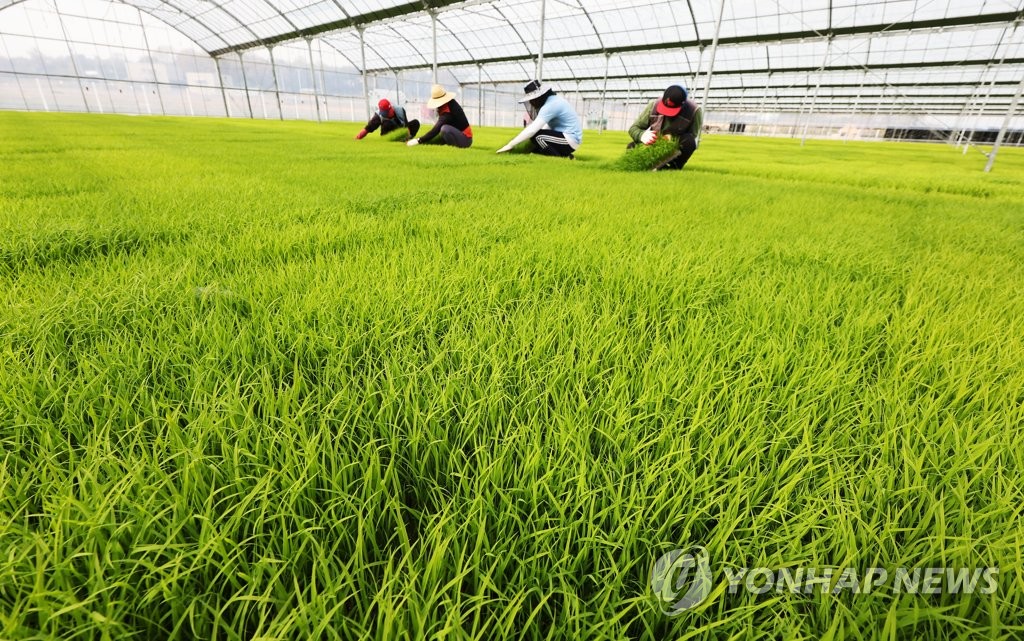 농촌 고령인구 비율 50%로 역대 최고…5집 중 1집 '1인 가구'