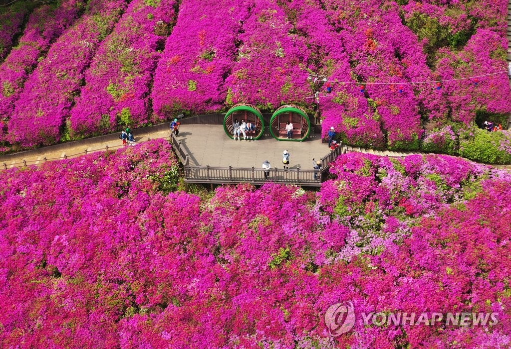 '100만 그루 철쭉의 향연'…4년만에 만나는 군포철쭉축제