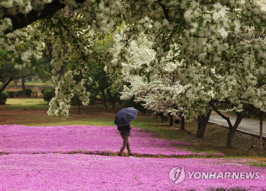 토요일 전국에 비…이후 노동절 연휴 기간은 '맑음'