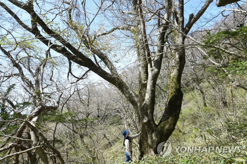 [픽! 제주] 한라산 1,000m 국내 최고령 300년 목련 '꽃 활짝'