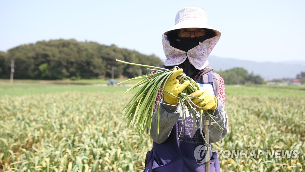 [다시 뛰는 경남농업] ⑨ 입안 가득 알싸한 맛…해풍 맞고 자란 '남해 마늘'