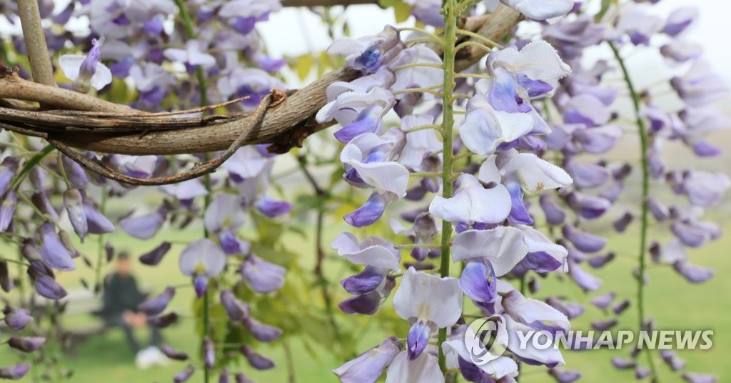 제주 맑고 일교차 커…낮 최고 16∼20도