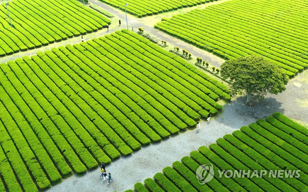 제주 대체로 맑음…"낮과 밤 기온 차 10도 이상"