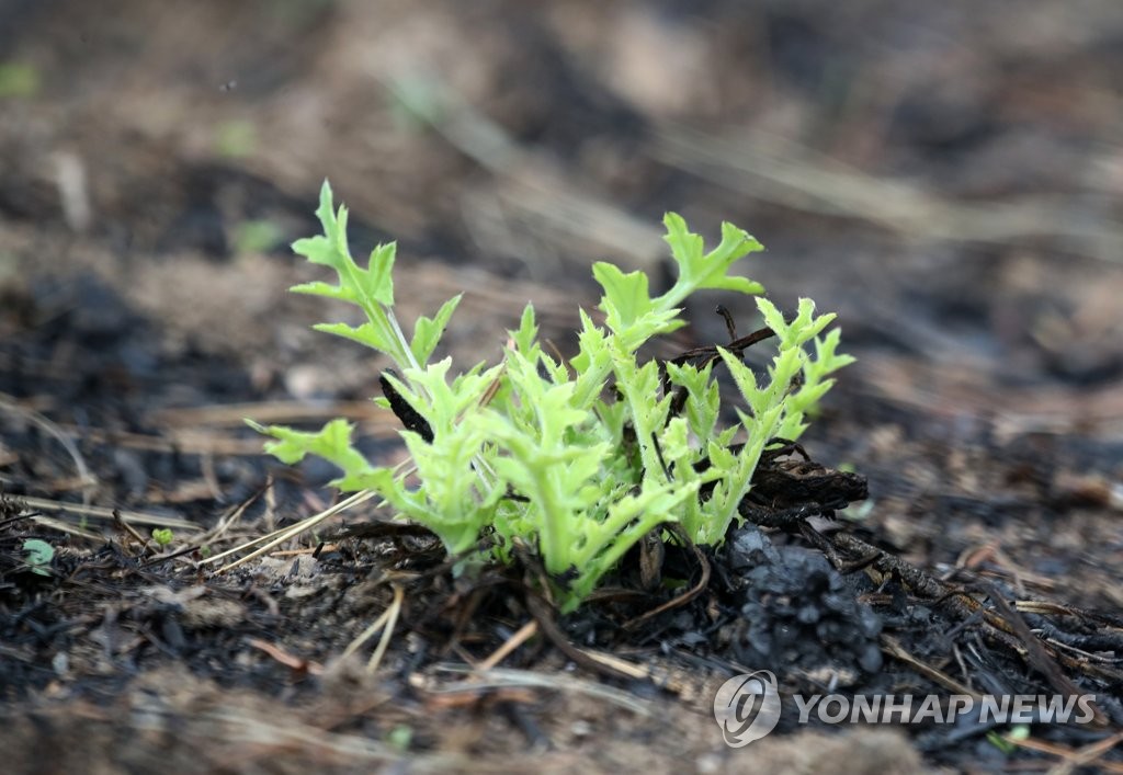 "산에 나무 대신 빗물을 심자"…산불 예방하는 '산촉촉 운동'