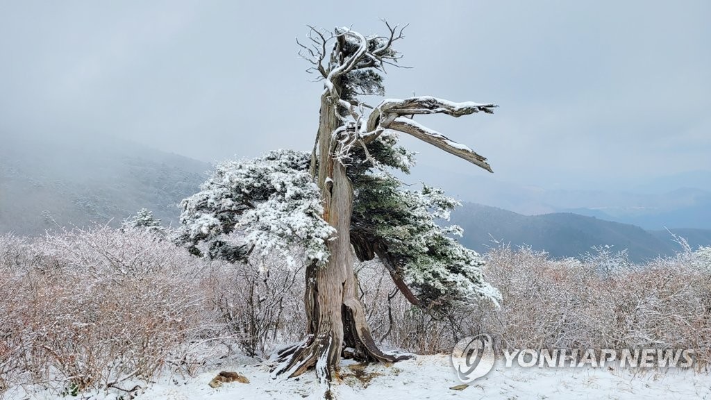 '봄날 시샘한 깜짝 추위'…전국 곳곳 설경·상고대 장관(종합)