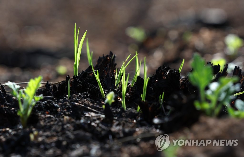 [르포] "다시 일어서야죠" 대형산불 아픔 딛고 활기 찾아가는 강릉