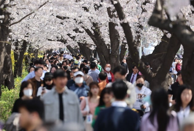 GS리테일에 따르면 편의점 GS25가 지난달 25일부터 31일까지 공원, 관광지 인근 100여 개 점포 매출을 분석한 결과 나들이용품 수요가 치솟아 대표상품인 돗자리 매출이 지난해 같은 기간보다 322% 급증했다. 사진은 여의도 봄꽃축제 풍경. 사진=연합뉴스