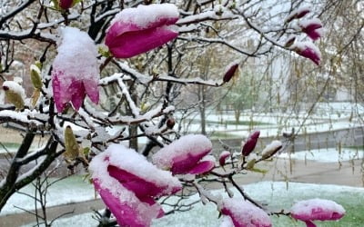 '136년 만에 최고 기온' 찍은 시카고, 나흘 만에 '눈 펑펑'