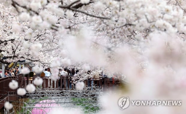 "봄바람 휘날리며…" 전국 꽃 축제장·유원지 상춘객으로 북적