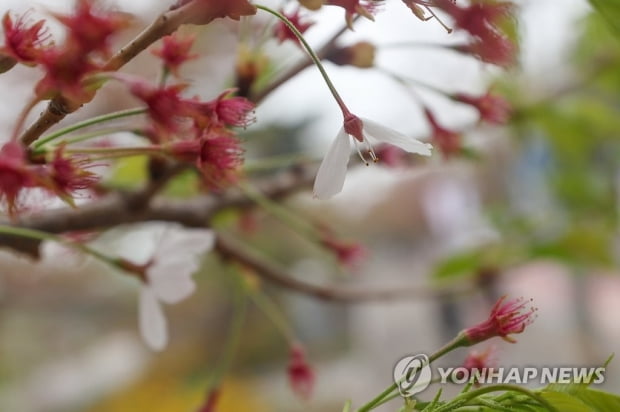 곳곳 건조하고 바람 불어 산불 주의…낮 최고 16∼24도