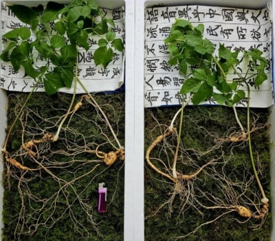 덕유산서 올해 첫 '천종산삼' 잭팟…감정가 1억2000만원