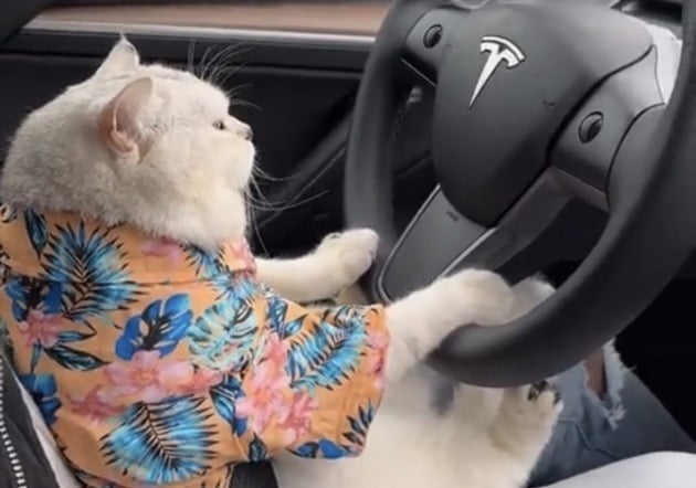 테슬라 온라인 커뮤니티에서 ‘테슬라 자율주행 기능은 사람이 운전할 일이 없다’는 뜻의 유머로 올라오는 ‘고양이 운전’ 이미지.