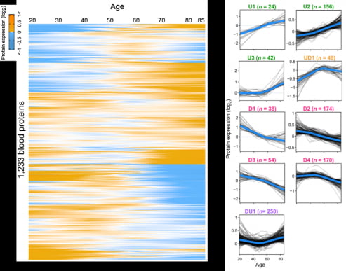 1233개의 혈액 단백질의 노화에 따른 발현 패턴. 사진 제공=베르티스