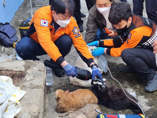 소방대원들이 CPR로 반려동물을 구조하는 모습. /사진=부산소방재난본부 제공
