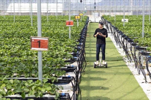 안해성 대표가 딸기 농장을 둘러보고 있는 모습이다.