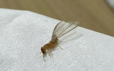 "집에 알 수 없는 벌레가 우글우글"…한국 상륙한 '외래 흰개미'