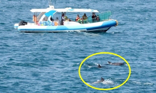 지난달 17일 오전 제주 서귀포시 대정읍 앞바다에서 돌고래 관광선에 탑승한 관광객들이 남방큰돌고래를 관찰하고 있다. /사진=연합뉴스