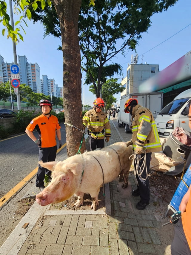 23일 오전 7시46분께 대구 북구 매천동 매천대교 인근 도로에서 돼지 1마리가 트럭에서 떨어졌다. / 사진=대구소방안전본부 제공