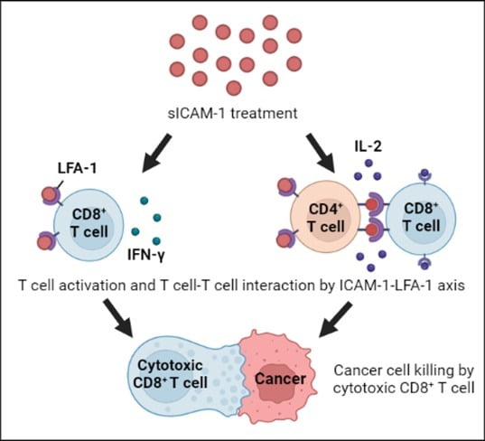 sICAM-1의 항암 효과 기전