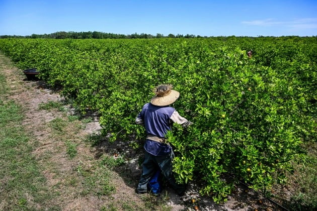 Um trabalhador colhe laranjas em um pomar em Arcadia, Flórida, EUA, em março.  AFP Yonhap News
