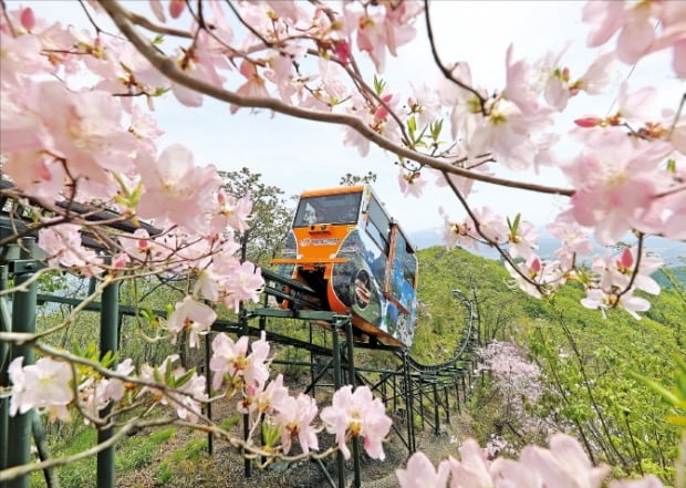 [포토] 산철쭉 사이 지나는 함양 모노레일  