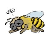 꿀벌 본 지 오래됐네…올해 160억 마리 실종