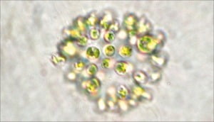 마이크로시스티스속 Microcystis aeruginosa 