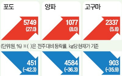 오렌지 대신 사과 찾는 소비자…사과값 50% 급등