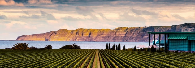 뉴질랜드 혹스베이 케이프 키드네퍼스 포도밭 풍경 ⓒElephant-Hill-Winery
