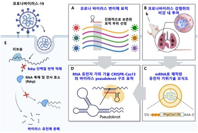 "유전자 가위 기술로 코로나바이러스 핵심 급소 '싹둑'"