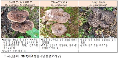 "능이버섯인 줄 알았더니"…식약처, 가짜 능이 적발